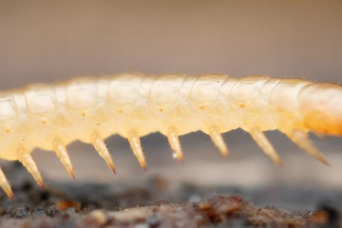 Stigmatogaster subterranea